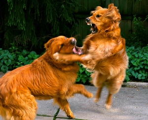 fighting dogs