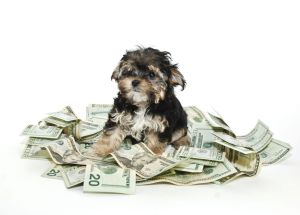 puppy-money-main